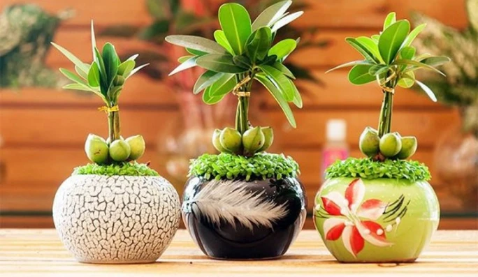 Cây tài lộc để bàn